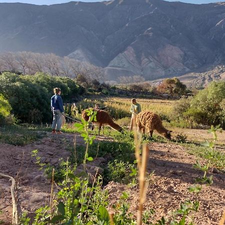 Dormir Con Llamas Maimará Exteriér fotografie