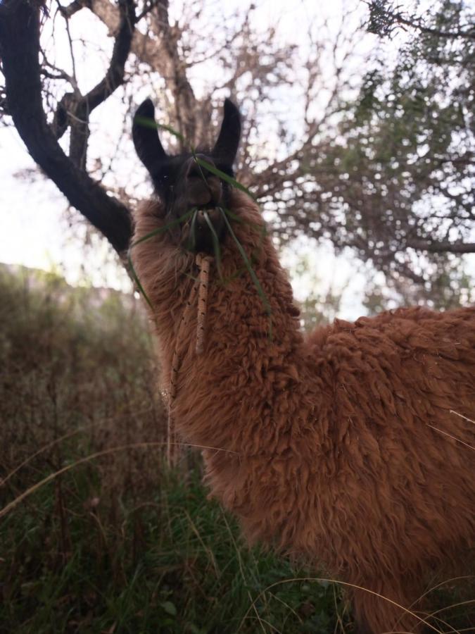 Dormir Con Llamas Maimará Exteriér fotografie