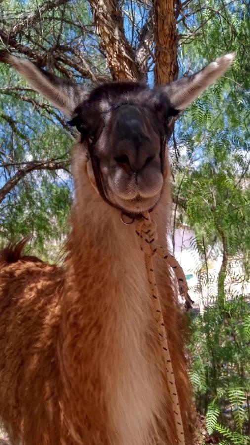 Dormir Con Llamas Maimará Exteriér fotografie