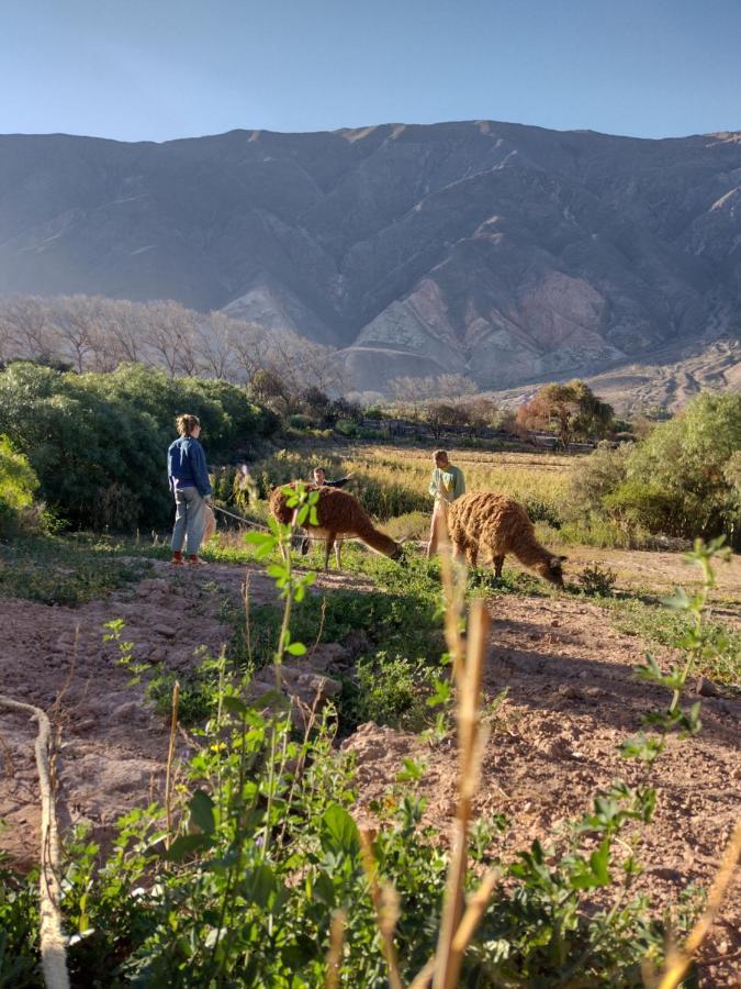 Dormir Con Llamas Maimará Exteriér fotografie